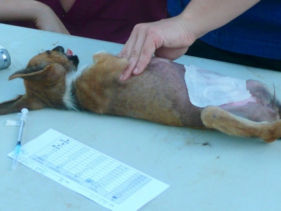 Monitoring dog anesthesia