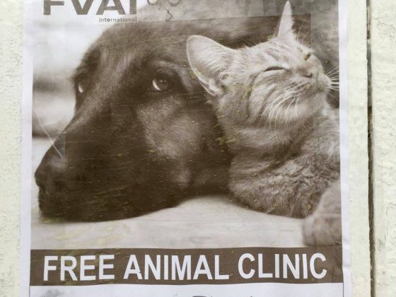 Free animal clinic with FVAI in Sarteneja Belize