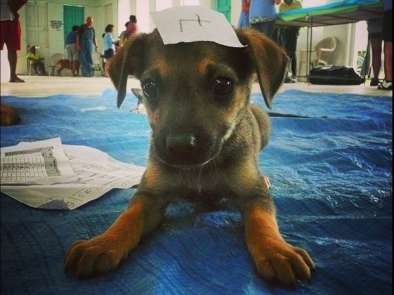 A cute little puppy at FVAI vet clinic