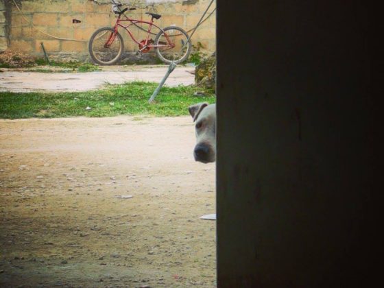 A shy dog in Sarteneja Belize