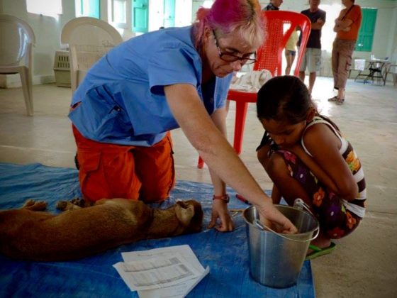 Removing ticks during recovery at FVAI veterinary clinic in Belize
