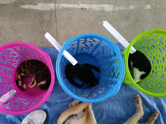 Cats in laundry baskets at recovery