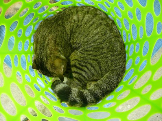 Cat waking up in a laundry basket after surgery