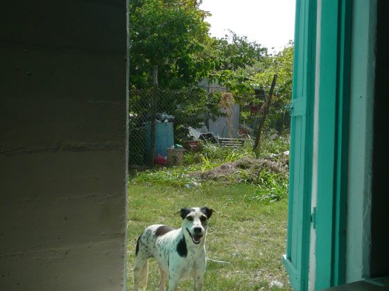 A dog in Sarteneja Belize