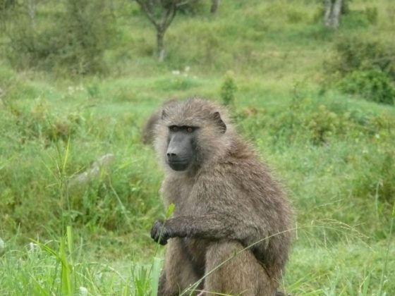 Baboon in Tanzania