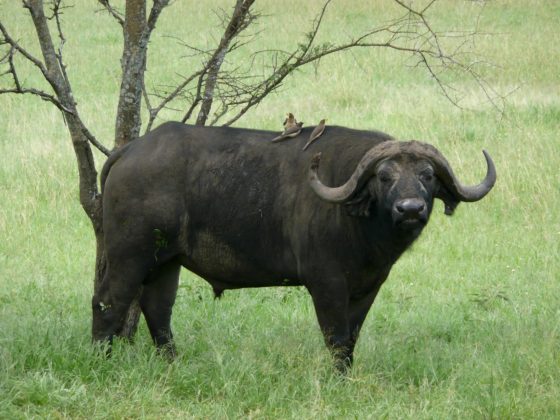 Tanzanian buffalo