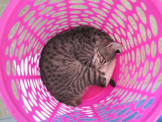 Comfy cat in a laundry basket