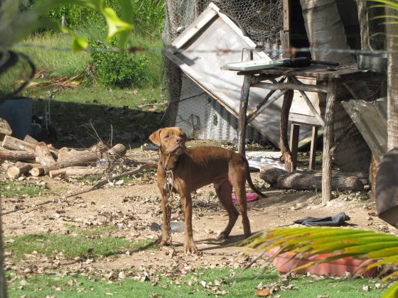 A dog in Belize