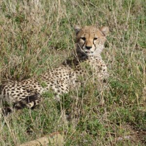 Cheetah on FVAI safari in Tanzania