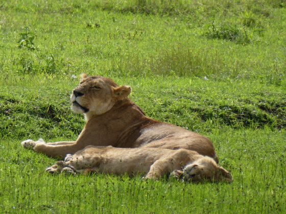 Lionesses safari FVAI Tanzania