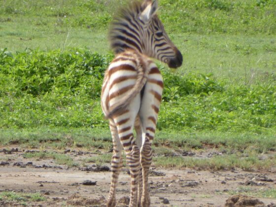 Baby zebra safari FVAI in Tanzania