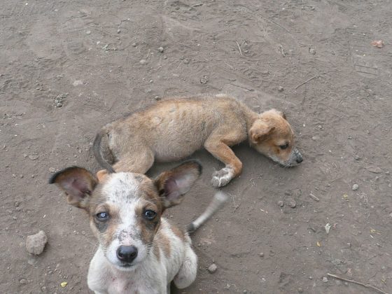 Puppies at FVAI clinic in Tanzania