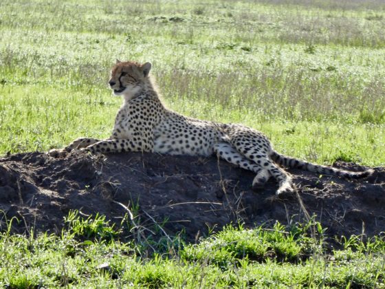 Cheetah on FVAI safari in Tanzania 2017