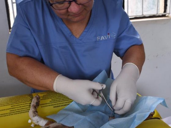 Dr Gagne, FVAI vet volunteer in surgery in Tanzania