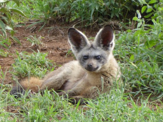 Bat-eared fox. So cute!