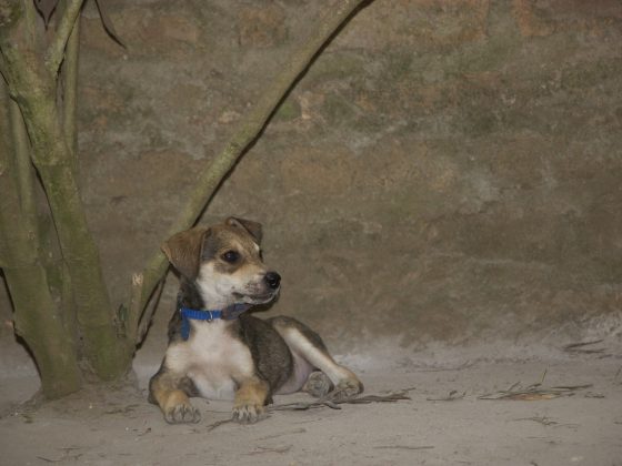 Cute little dog at Mbwa Wa Africa, our partner in Tanzania