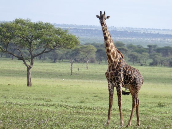 Giraffe in Tanzania