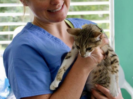 A small feline patient at FVAI clinic in Patchakan, Belize