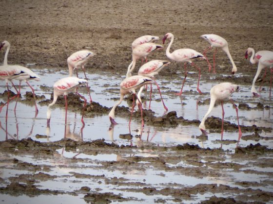 Flamingos in Lake Manyara NP in Tanzania
