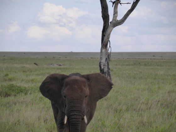 An elephant in Tanzania