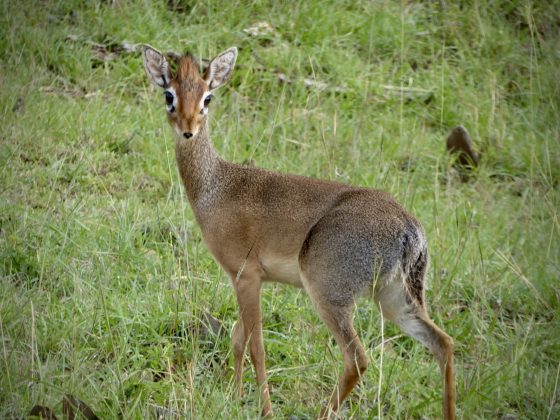 Do you know me? A cute antelope, the dik-dik