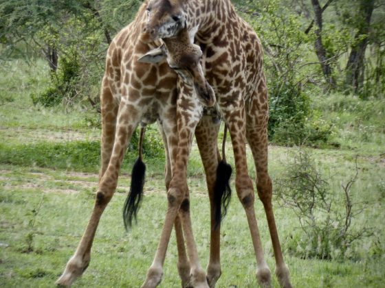 Giraffes "fighting" in Serengeti NP