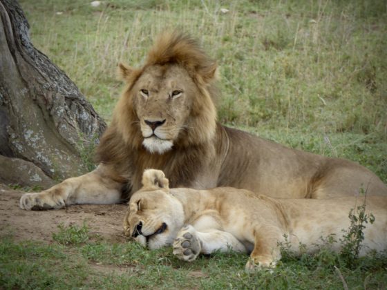 Lions resting. Aren't they beautiful?