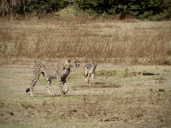 A cheetah and its friend, the jackal in Ngorongoro crater
