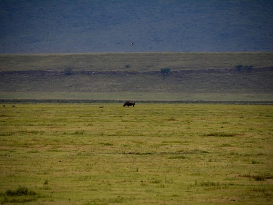 Black rhino in Ngorongoro crater