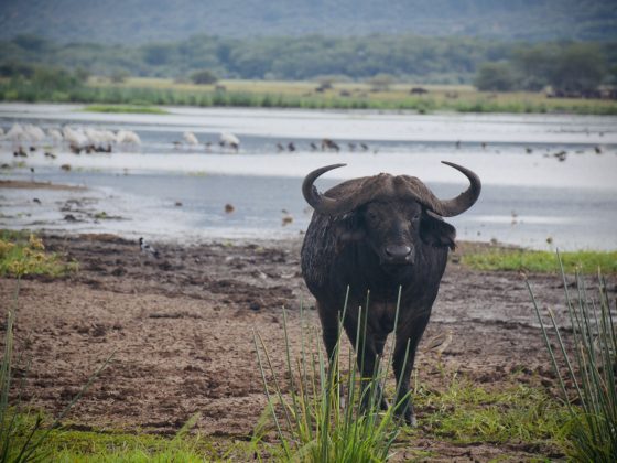 Buffalo in Lake Manyara NP
