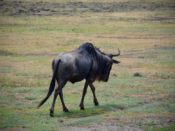 Lonely wildebeest in Tanzania