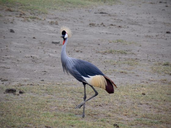 A beautiful crowned crane in Ngorongoro crater in Tanzania