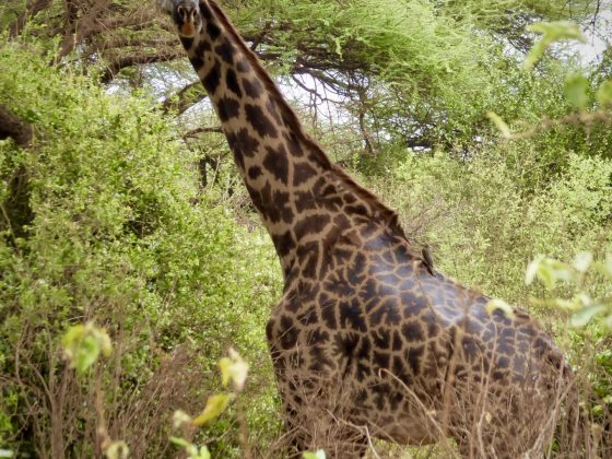 A beautiful giraffe in Lake Manyara NP in Tanzania