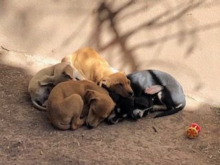 FVAI loves Animalandia, an amazing shelter in Loreto, Baja California!