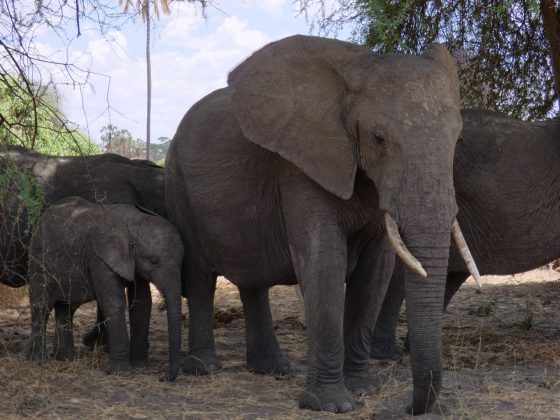 Elephants at Tarangire National Park Tanzania
