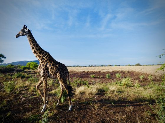 Elegant giraffe in Tanzania, FVAI safari Park in Tanzania