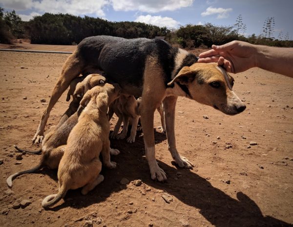 Thanks to our volunteers and donors. FVAI can spay dogs for free in many countries.