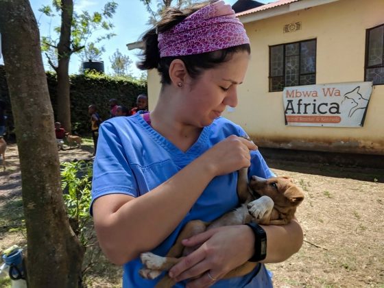 Emilie, a FVAI vet nurse volunteer, in Tanzania