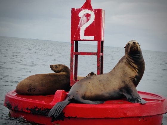 Sea lions, FVAI project, Baja California Sur