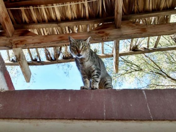 Cat roomer at Animalandia, Loreto, Baja California Sur