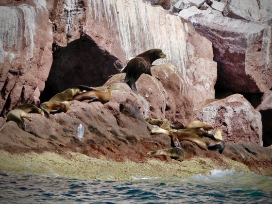Sea lions at Espiritu Santo, Baja California Sur