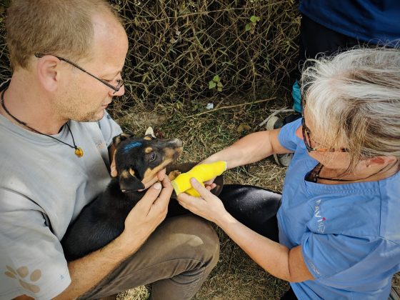 Bandage on a puppy at FVAI veterinary clinic in Tanzania