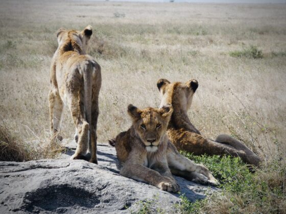 Beautiful lions in Serengeti Tanzania , FVAI safari