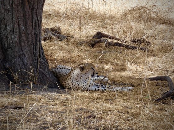 Cheetah relaxing at Tarangire National Park in Tanzania