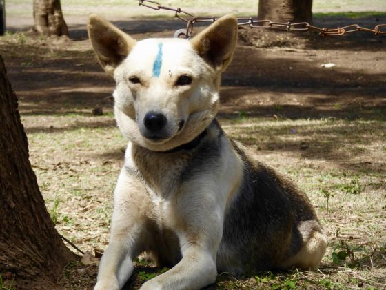 A temporary marking is applied on the forehead after the dog is vaccinated against rabies