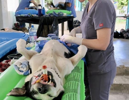 Foundation for Veterinary Aid International spay neuter clinic in Sarteneja Belize