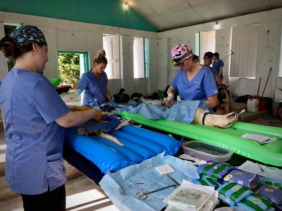 Surgery zone at FVAI spay neuter clinic in Belize
