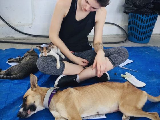 FVAI volunteer takes care of animals at recovery at FVAI spay neuter clinic in Belize