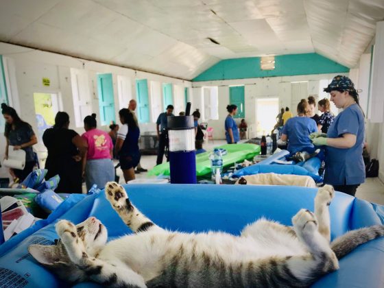 A cat at FVAI spay neuter clinic in Sarteneja Belize