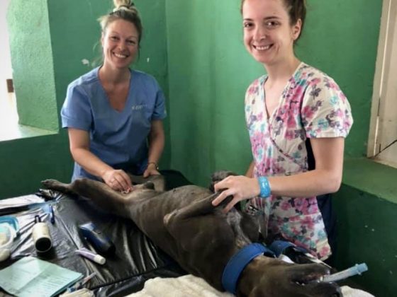 Animal health technicians at FVAI spay neuter clinic in Belize
